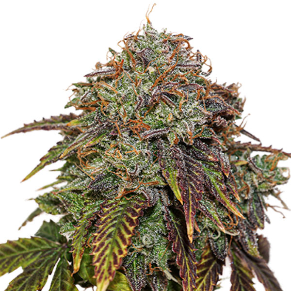 Gelato 41 Auto de Seedstockers