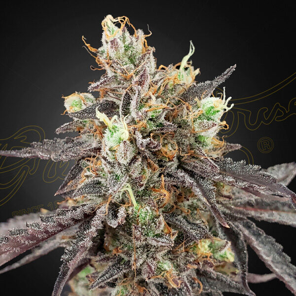 Gelato 41 X Gelato 41 Auto de Green House