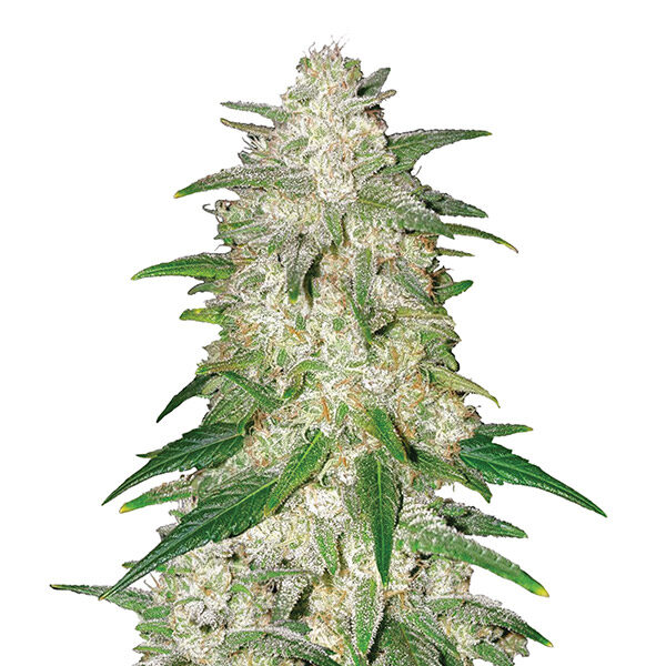 Gelato Auto de Nirvana