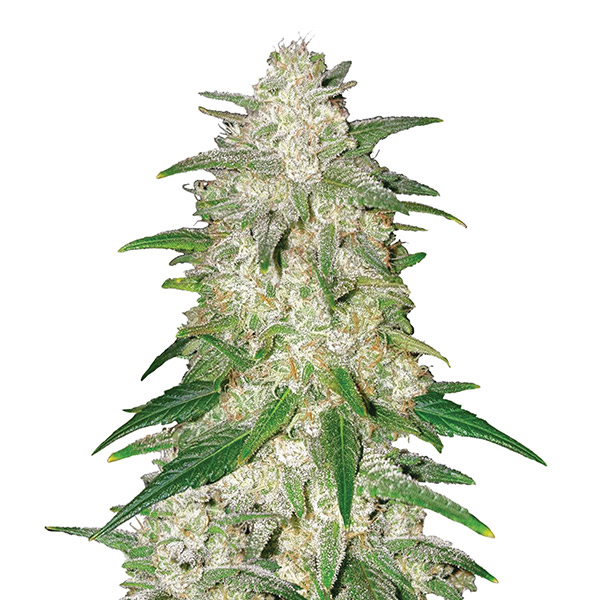 Gelato Auto de Nirvana