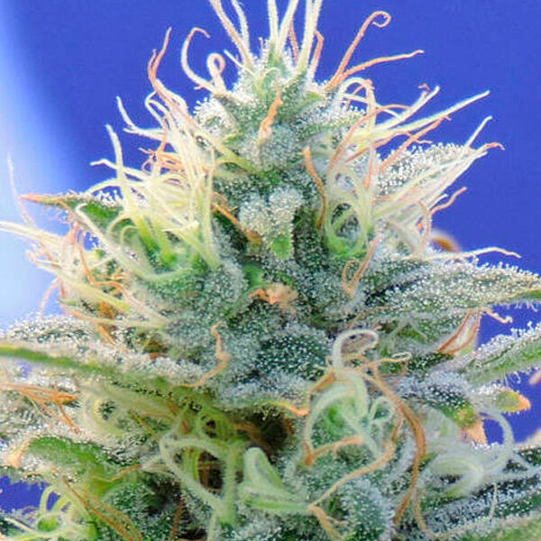 Ghost OG Auto de Original Sensible Seeds