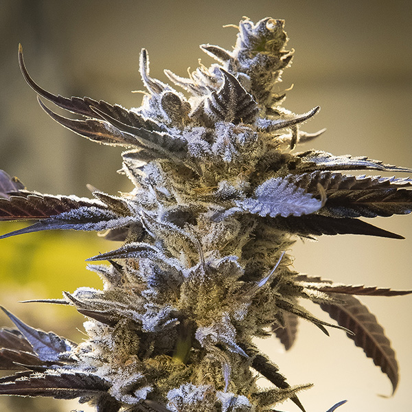 Ghost Train OG Auto de High Speed Buds