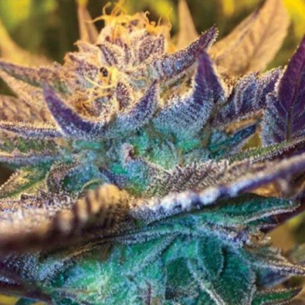 Girl Scout Cookies Auto de Garden Of Green Seeds