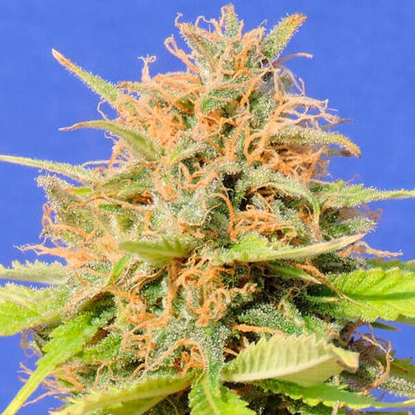 Girl Scout Cookies Auto de Original Sensible Seeds