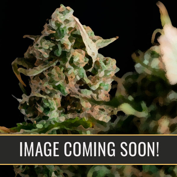 Girl Scout Cookies Auto de Blimburn Seeds