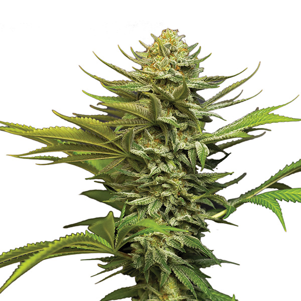 Girl Scout Cookies Auto de Nirvana