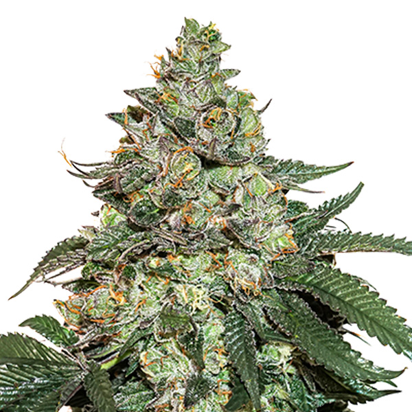 Girl Scout Cookies Auto de Seedstockers