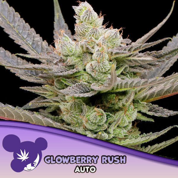 Glowberry Rush Auto de Anesia Seeds