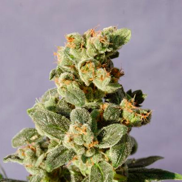 Gnomo Auto de Kannabia Seeds