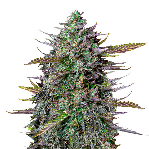 Goat´lato Auto de Royal Queen