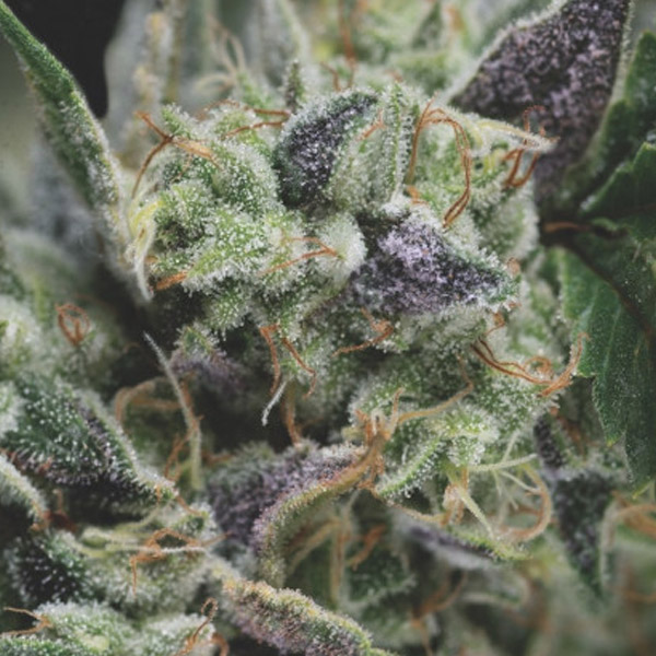 Gorilla Auto de Pyramid Seeds