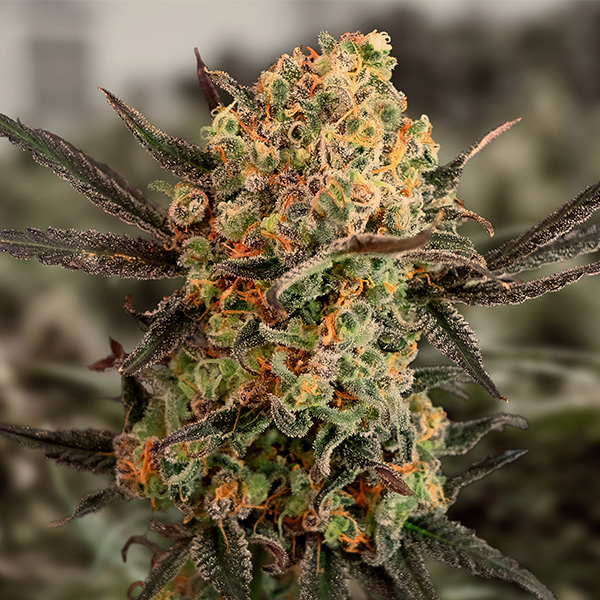 Gorilla Cookies Auto de High Speed Buds