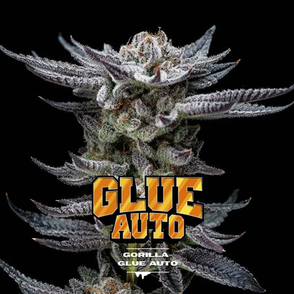 Gorilla Glue Auto de Bsf Seeds