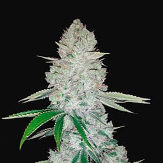 Gorilla Glue Auto de Philosopher