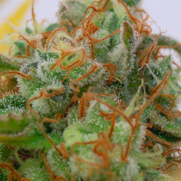 Gorilla Glue # Auto de Original Sensible Seeds