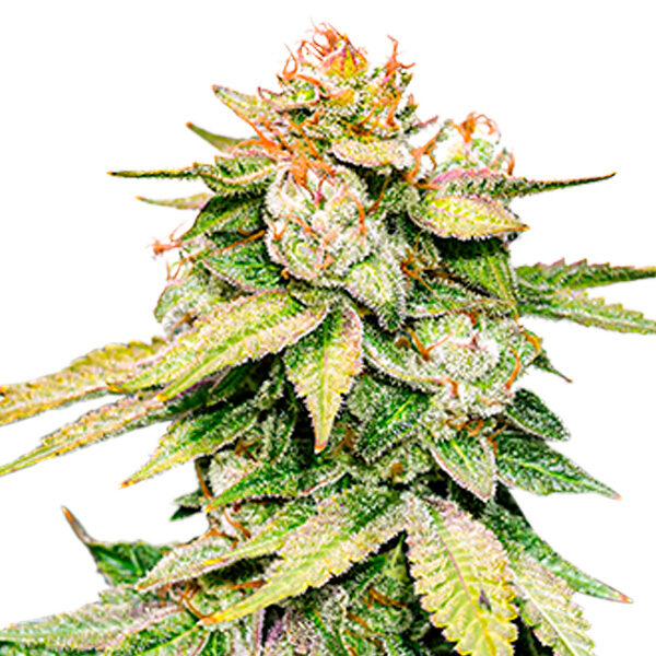 Gorilla Glue Auto de Seedstockers