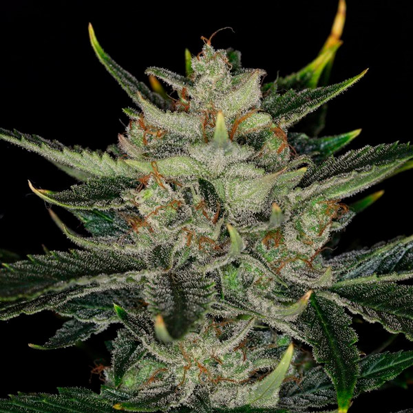 Gorilla King Auto de Kannabia Seeds