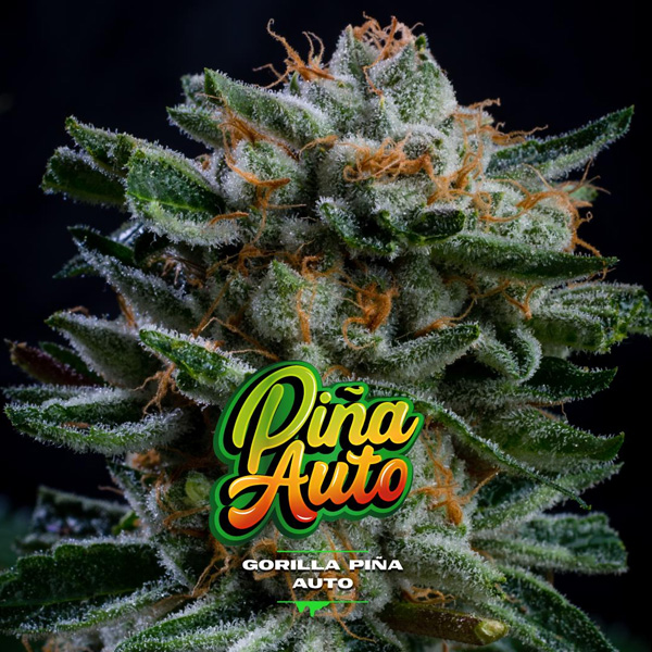 Gorilla Piña XXL Auto de Bsf Seeds