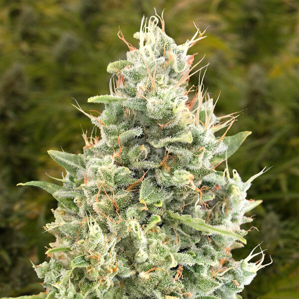 Gorilla Zkittlez Auto de High Speed Buds
