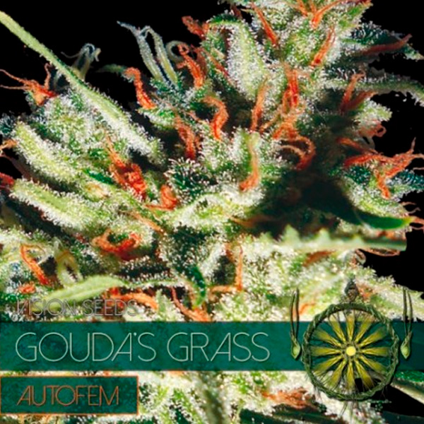 Gouda´s Grass Auto de Vision Seeds