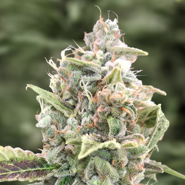 Grateful Dead Auto de High Speed Buds