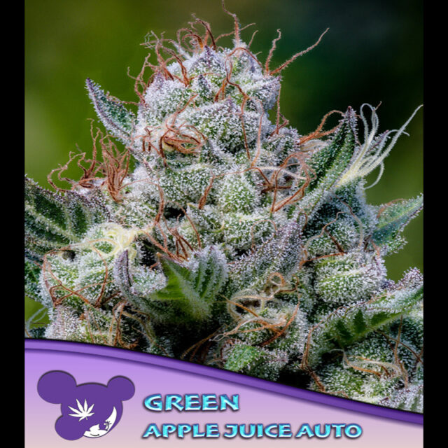 Green Apple Juice Auto de Anesia Seeds