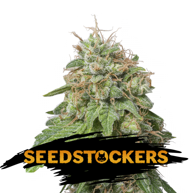 Green Crack Auto de Seedstockers