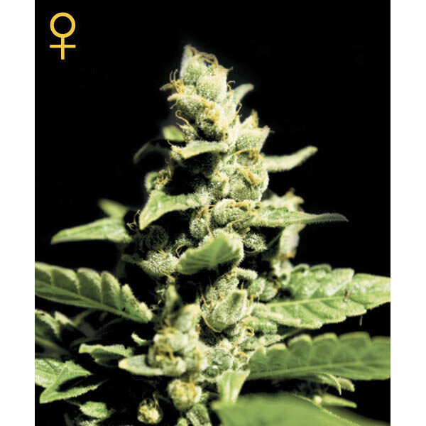 Green O Matic Auto de Green House