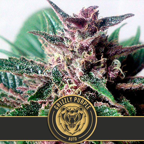 Grizzly Purple Auto de Blimburn Seeds