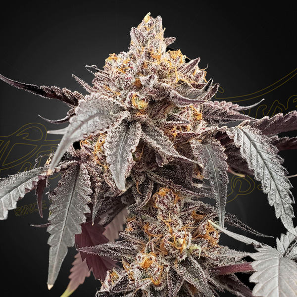 Guava X Gelato 41 Auto de Green House