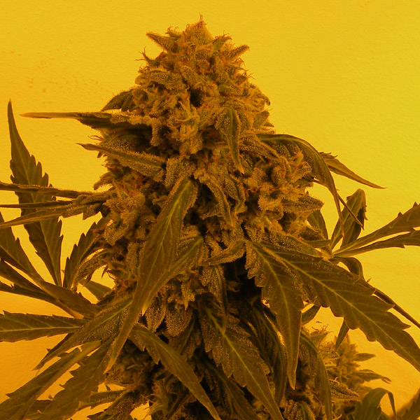 Guillotine Auto de French Touch Seeds