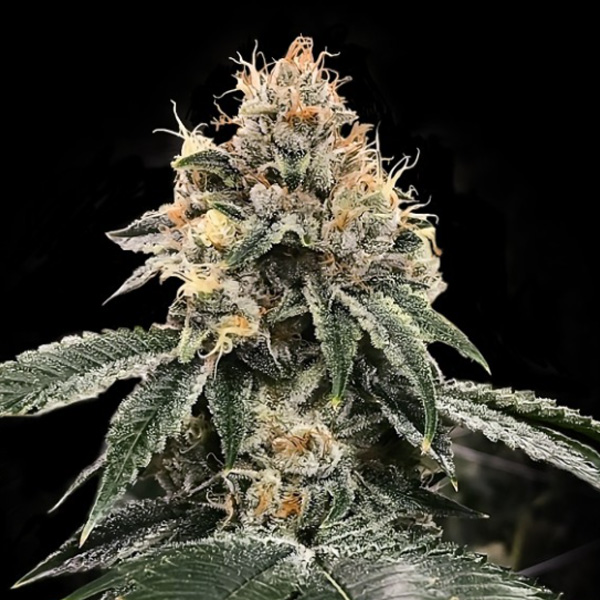 Hg23 Auto de Dna Genetics