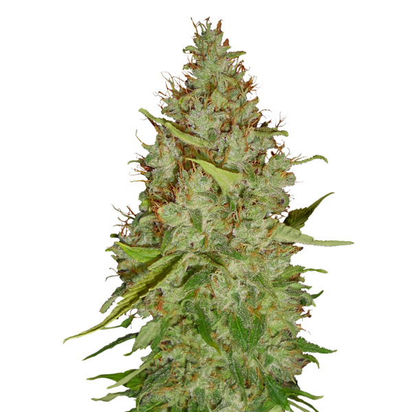 Harlequin Auto de Cbd+ Buds