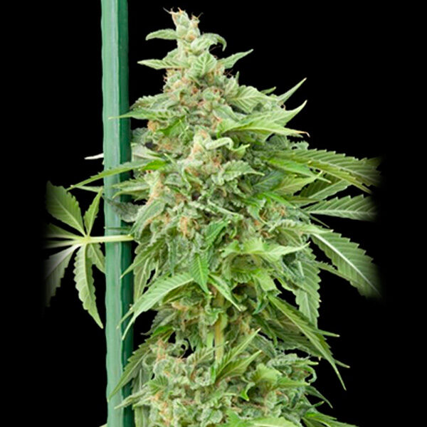 Haze Gom Auto de Grassomatic