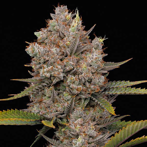 Hella Jelly Auto de Humboldt Seeds Company