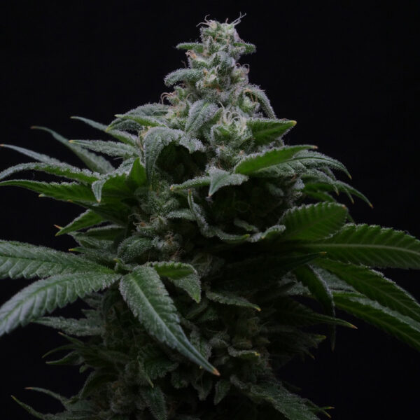 Hibiscus Auto de R-kiem Seeds