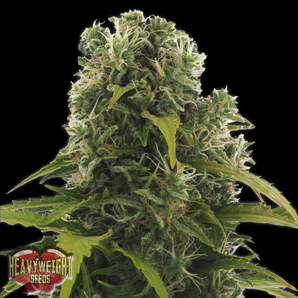 High Density Auto de Heavyweight Seeds