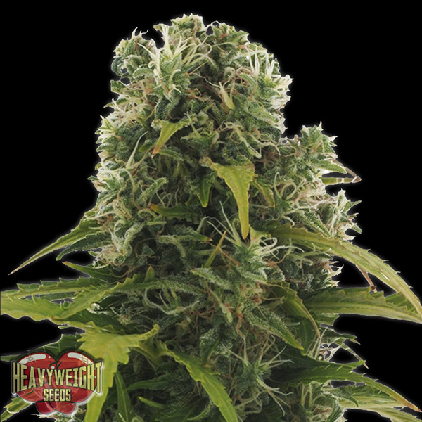 High Density Auto de Heavyweight Seeds