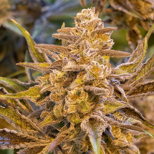 High Voltage Auto de High Speed Buds