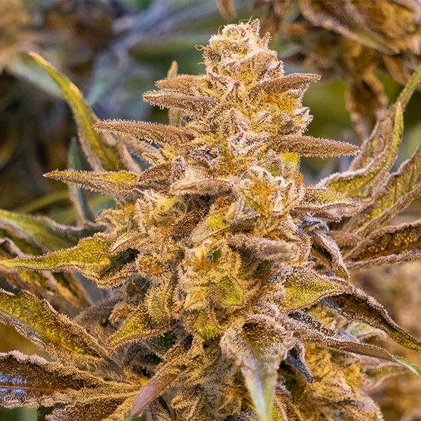 High Voltage Auto de High Speed Buds