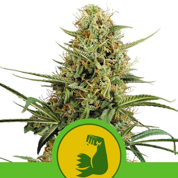 Hulkberry Auto de Royal Queen