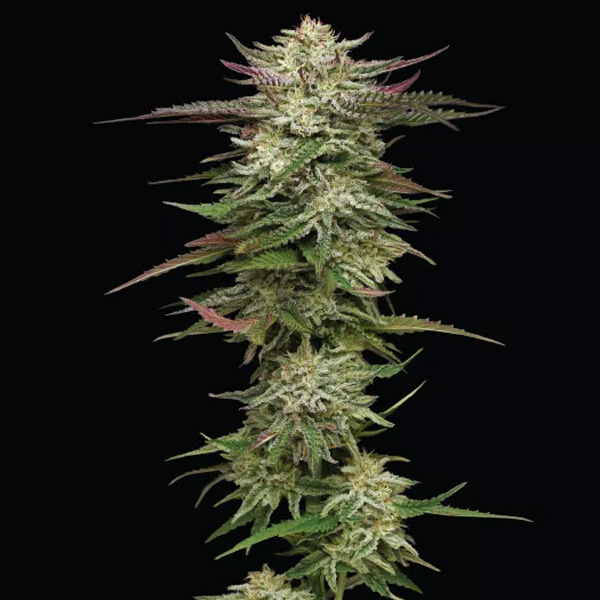 Humboldtt Headband Auto de Humboldt Seeds Company