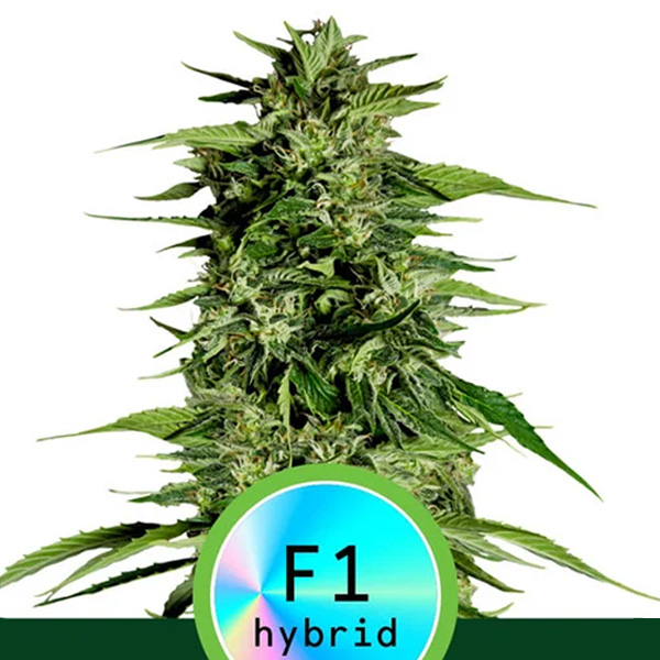 Hyperion F1 Auto de Royal Queen