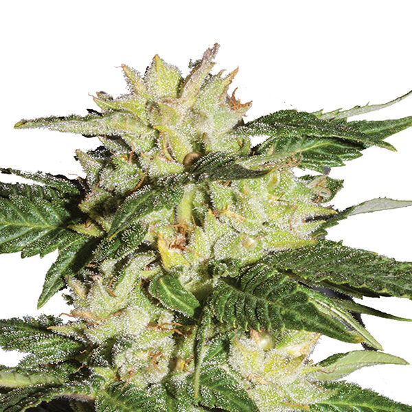 Ice Auto de Nirvana