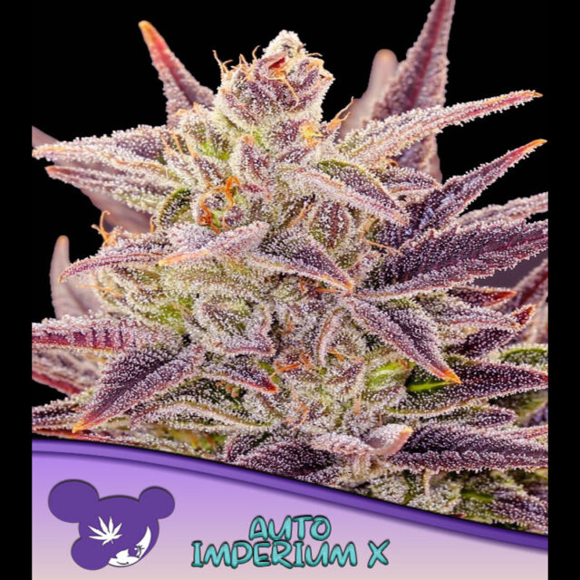 Imperium X Auto de Anesia Seeds