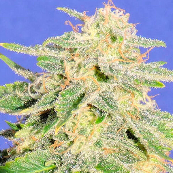 Jack Herer Auto de Original Sensible Seeds