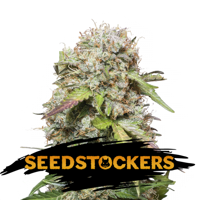 Jack Herer Auto de Seedstockers