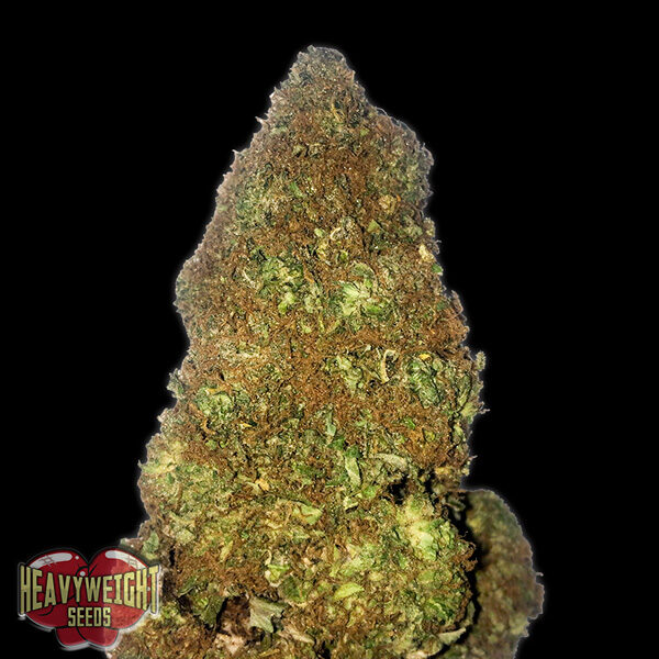 Jackpot Auto de Heavyweight Seeds