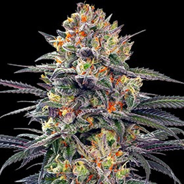 Jealous Mary Auto de G13 Labs