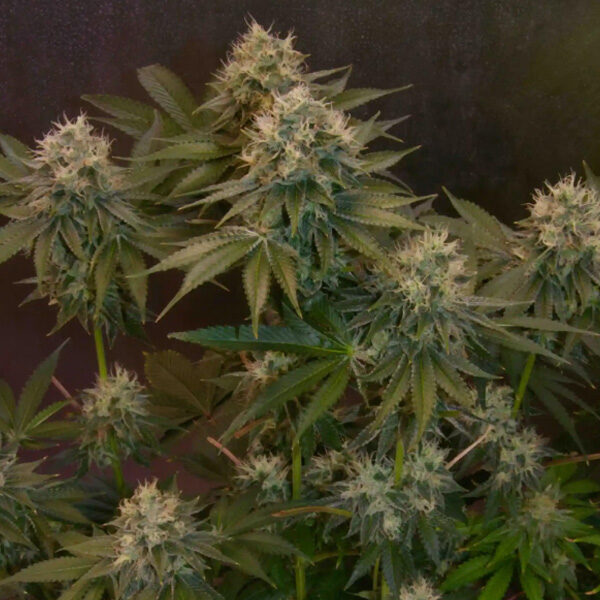 Jelly Donutz Auto de Humboldt Seeds Company
